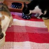 Almaschy und Juno
